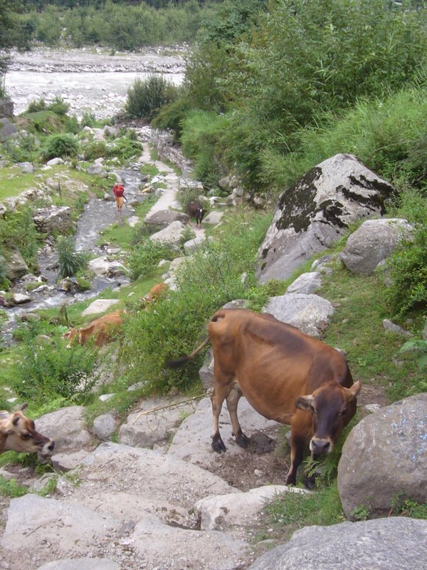 Travel - India - Himachal Pradesh - Manali - Vashisht and Around